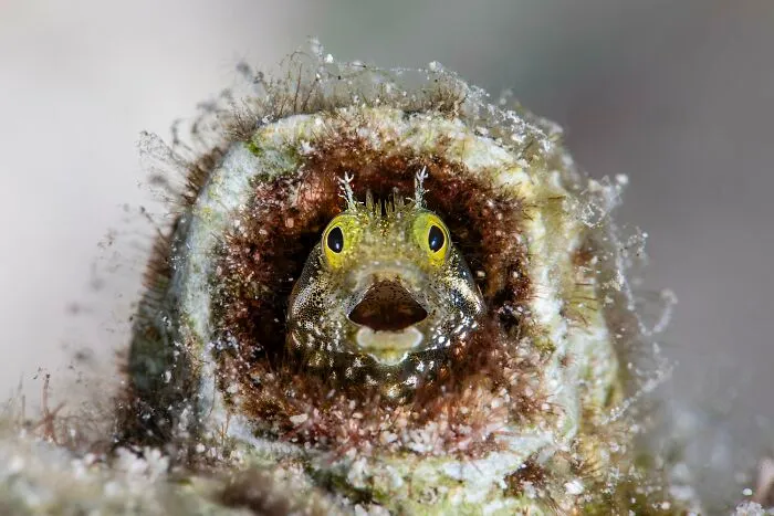 Gold In Macro Category (Non-Professional): "Open-Mouthed" By Fabi Fregonesi