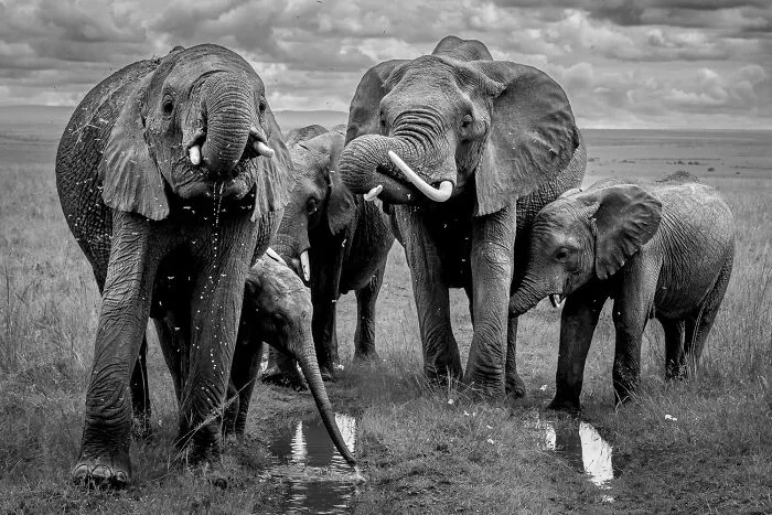 Gold In Nature Category (Non-Professional): "The Family" By Felix Larcher