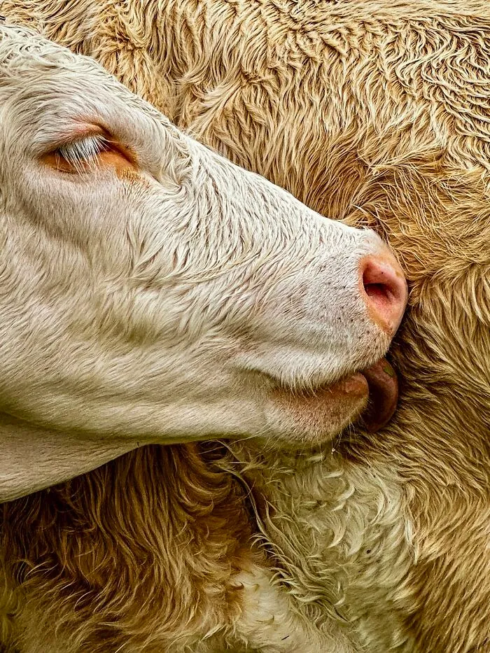 Gold In Domestic Animals Category (Non-Professional): "Cow Lick" By Jennifer Newitt