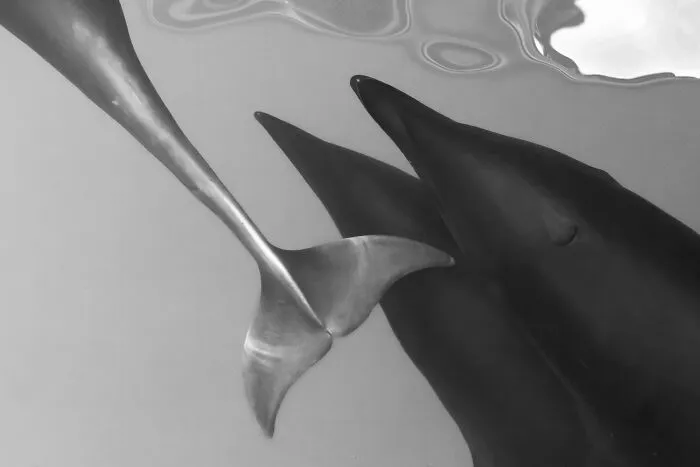 Gold In Minimalism Category (Non-Professional): "Heads Or Tails" By Jodi Frediani