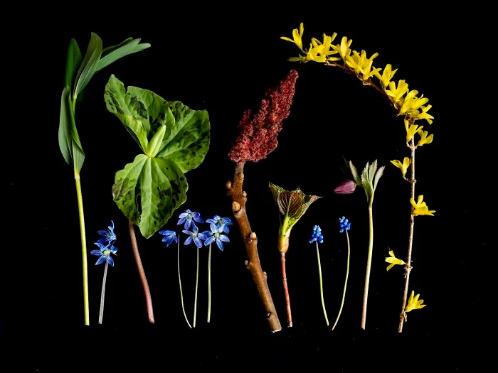 Gold In Still Life Category (Non-Professional): "My Garden" By Turid Martinsen