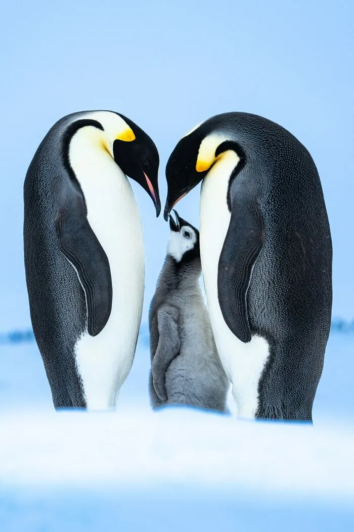 Gold In Wildlife Category: "Emperor Family" By Risto Raunio