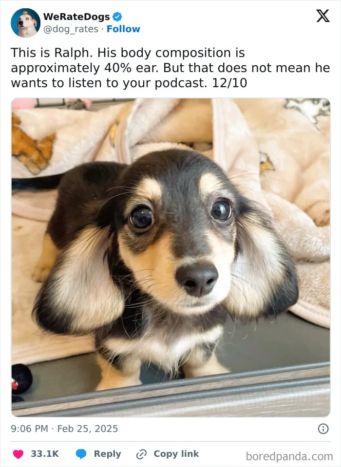 50 Dogs That Were So Adorable Even ‘We Rate Dogs’ Had To Break The Scale (New Pics)