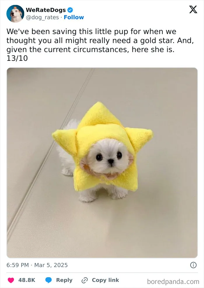50 Dogs That Were So Adorable Even ‘We Rate Dogs’ Had To Break The Scale (New Pics)