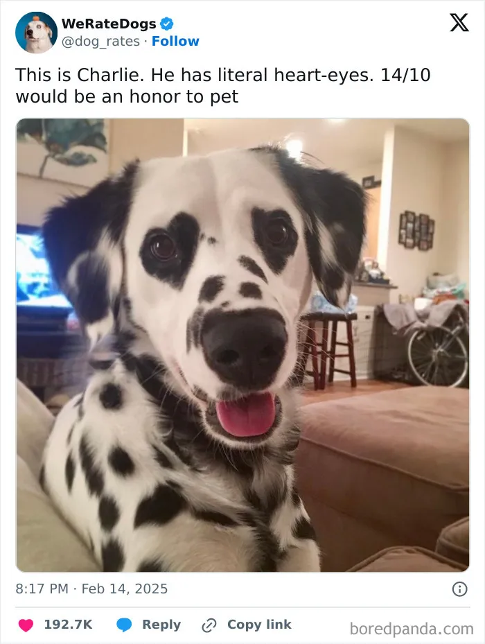50 Dogs That Were So Adorable Even ‘We Rate Dogs’ Had To Break The Scale (New Pics)
