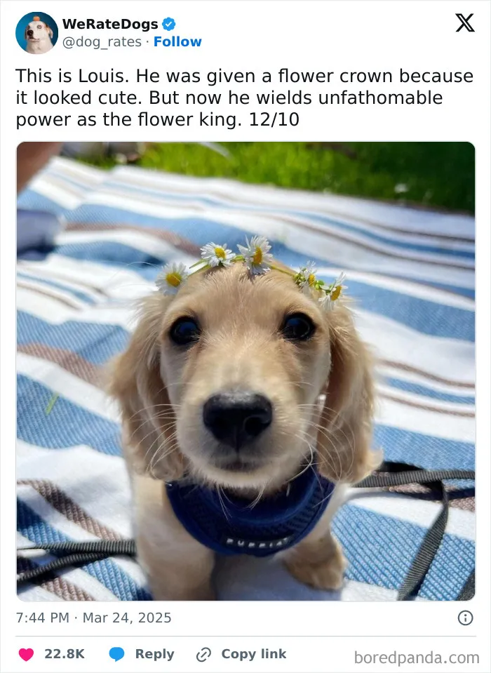 50 Dogs That Were So Adorable Even ‘We Rate Dogs’ Had To Break The Scale (New Pics)