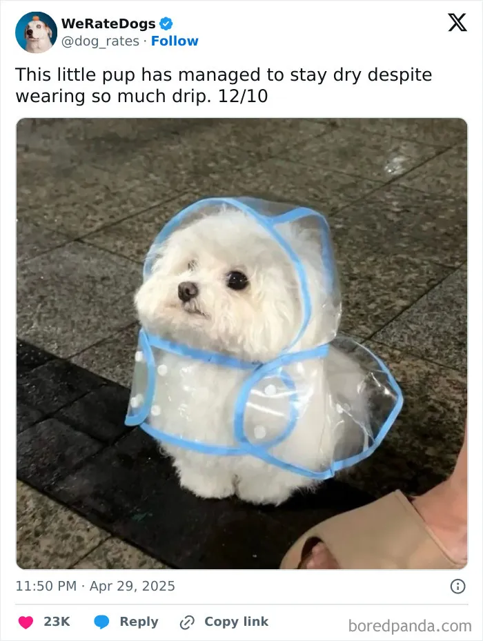50 Dogs That Were So Adorable Even ‘We Rate Dogs’ Had To Break The Scale (New Pics)