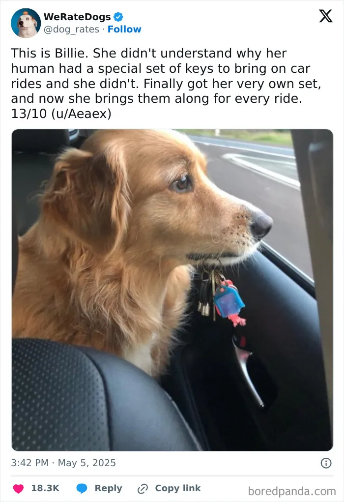 50 Dogs That Were So Adorable Even ‘We Rate Dogs’ Had To Break The Scale (New Pics)
