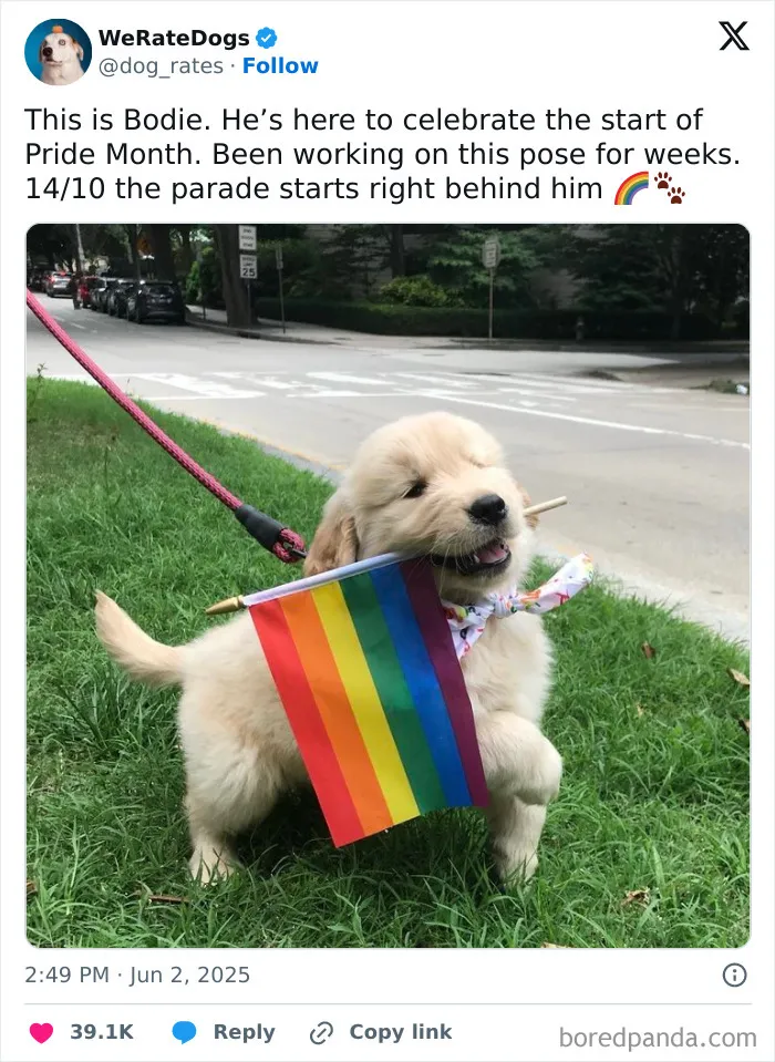 50 Dogs That Were So Adorable Even ‘We Rate Dogs’ Had To Break The Scale (New Pics)