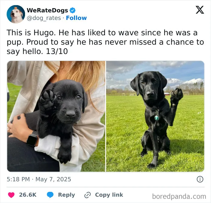 50 Dogs That Were So Adorable Even ‘We Rate Dogs’ Had To Break The Scale (New Pics)