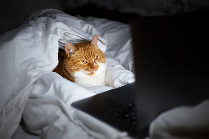 40 Tales Of Cats Being Absolute Hooligans, As Shared By Netizens