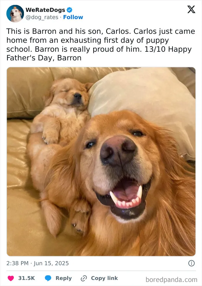 50 Dogs That Were So Adorable Even ‘We Rate Dogs’ Had To Break The Scale (New Pics)