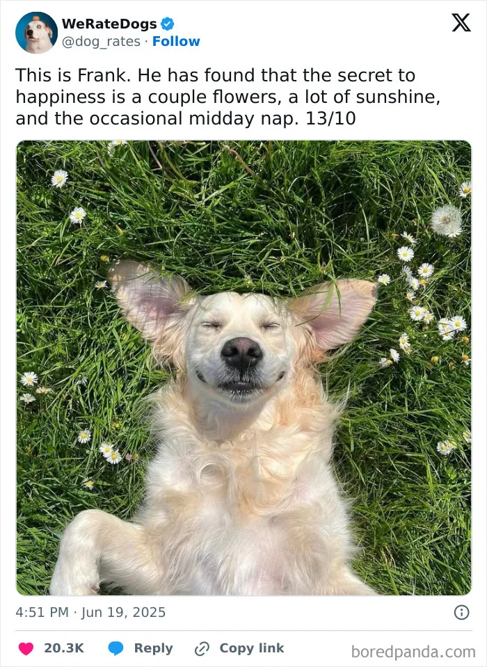 50 Dogs That Were So Adorable Even ‘We Rate Dogs’ Had To Break The Scale (New Pics)