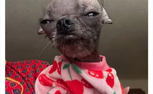 50 Dogs That Were So Adorable Even ‘We Rate Dogs’ Had To Break The Scale (New Pics)