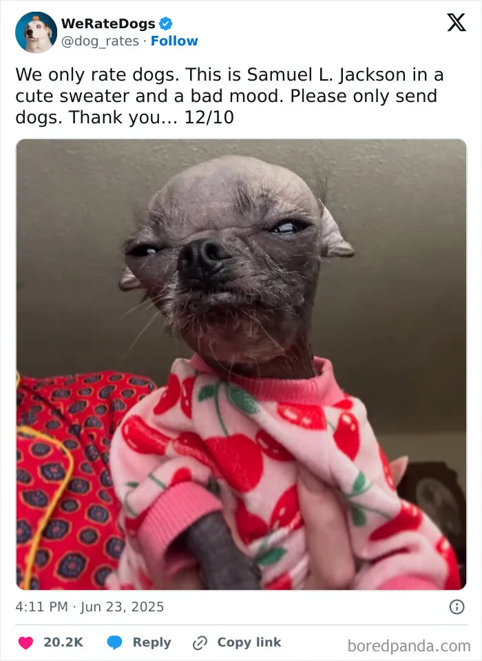 Rate-My-Cute-Dog-Pics