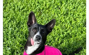 50 Dogs That Were So Adorable Even ‘We Rate Dogs’ Had To Break The Scale (New Pics)