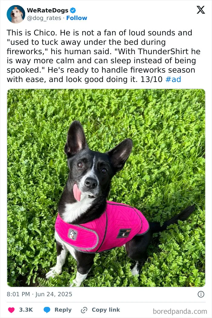 Rate-My-Cute-Dog-Pics
