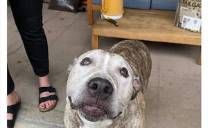 50 Dogs That Were So Adorable Even ‘We Rate Dogs’ Had To Break The Scale (New Pics)