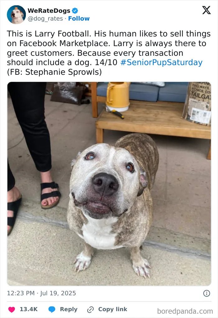 50 Dogs That Were So Adorable Even ‘We Rate Dogs’ Had To Break The Scale (New Pics)