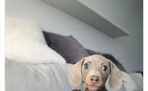 50 Dogs That Were So Adorable Even ‘We Rate Dogs’ Had To Break The Scale (New Pics)