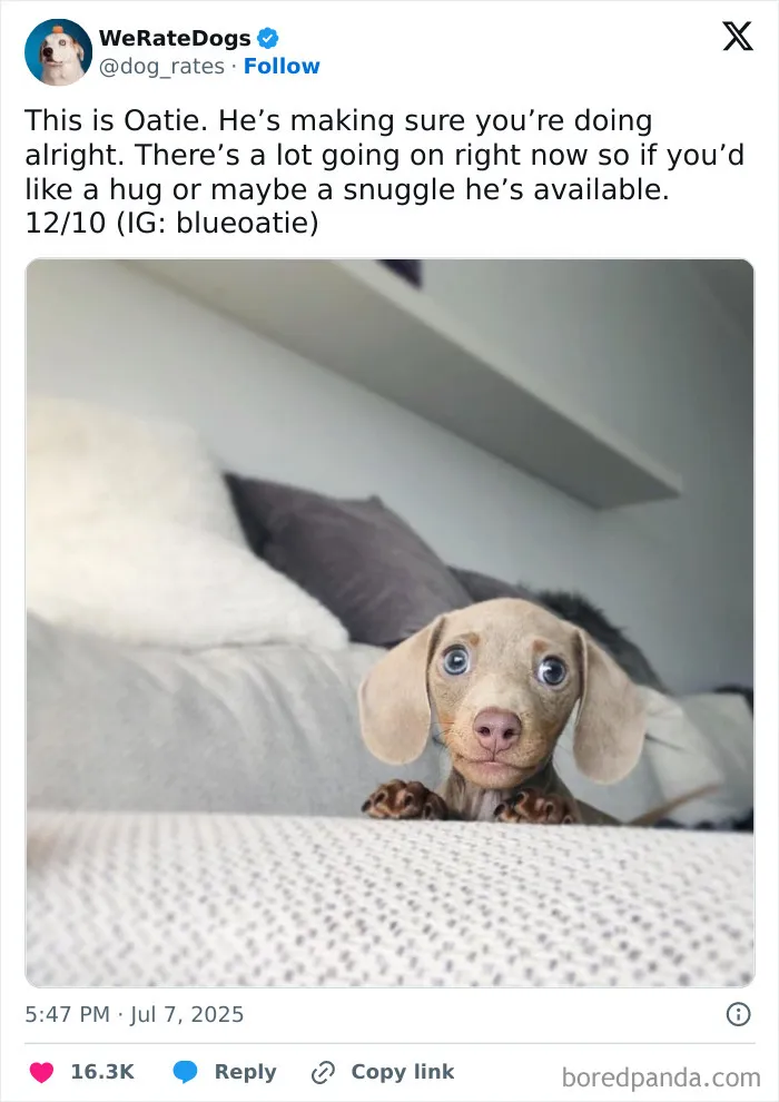 50 Dogs That Were So Adorable Even ‘We Rate Dogs’ Had To Break The Scale (New Pics)