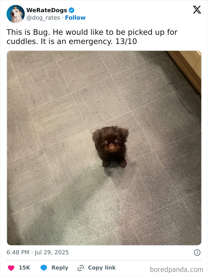 50 Dogs That Were So Adorable Even ‘We Rate Dogs’ Had To Break The Scale (New Pics)