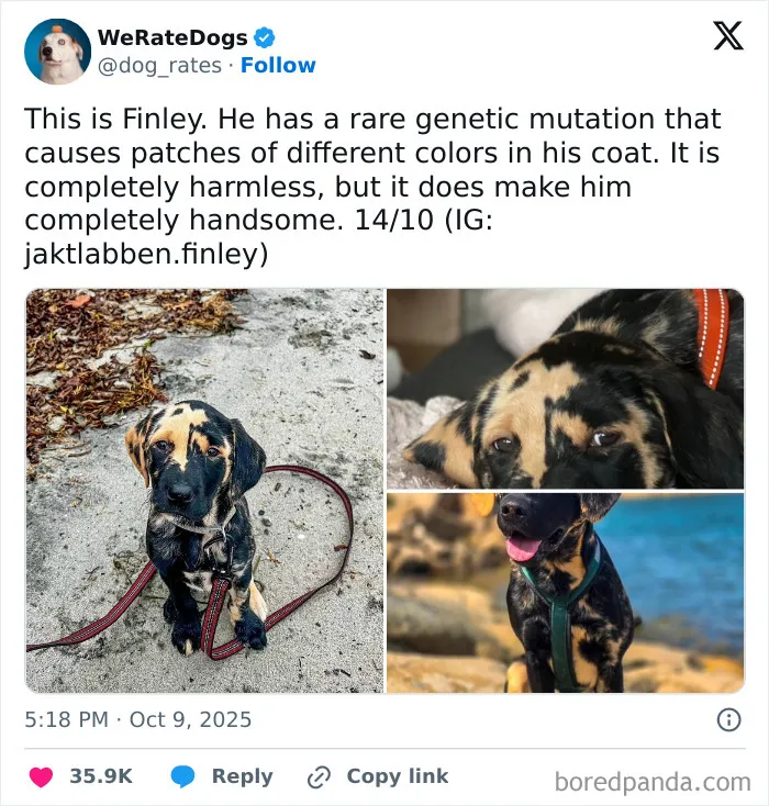50 Dogs That Were So Adorable Even ‘We Rate Dogs’ Had To Break The Scale (New Pics)