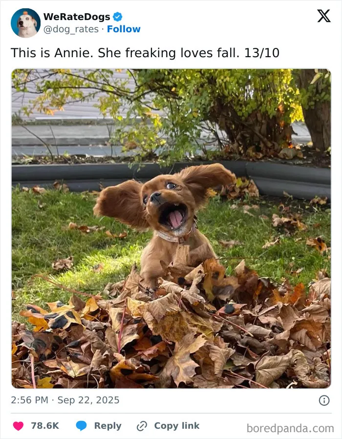 50 Dogs That Were So Adorable Even ‘We Rate Dogs’ Had To Break The Scale (New Pics)
