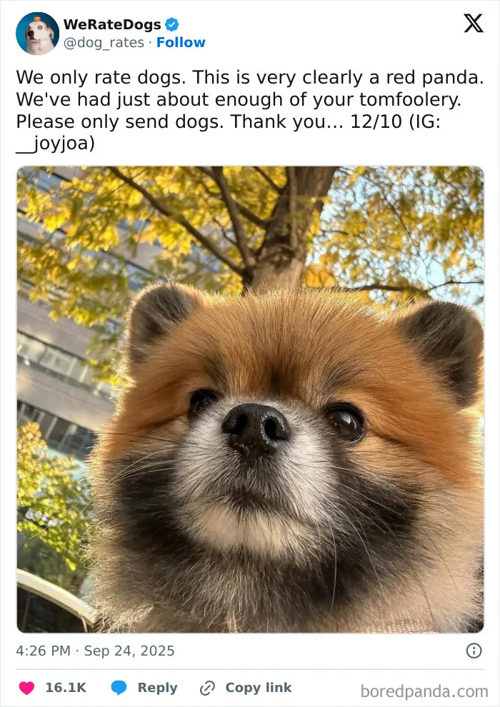 50 Dogs That Were So Adorable Even ‘We Rate Dogs’ Had To Break The Scale (New Pics)