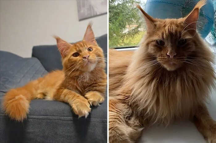 The Best Of ‘Cat Grows’: 50 Heartwarming Transformations From The Community