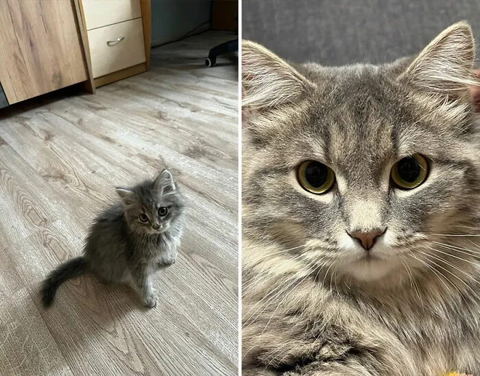 The Best Of ‘Cat Grows’: 50 Heartwarming Transformations From The Community