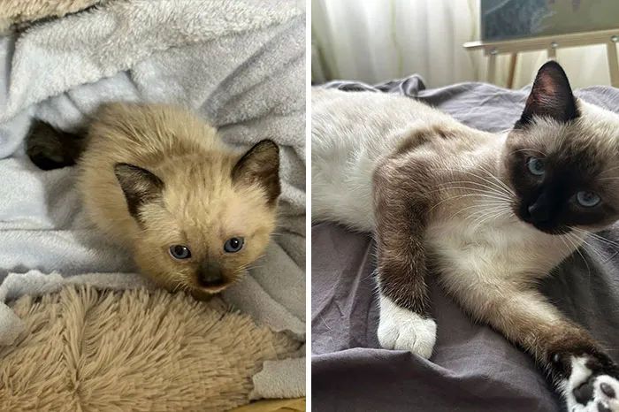 The Best Of ‘Cat Grows’: 50 Heartwarming Transformations From The Community
