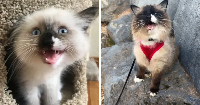 Benji Started Yelling At Me The Moment I Brought Him Home (12wks). He Hasn’t Stopped Since (6 Yrs)