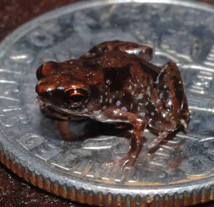 Paedophryne Amauensis