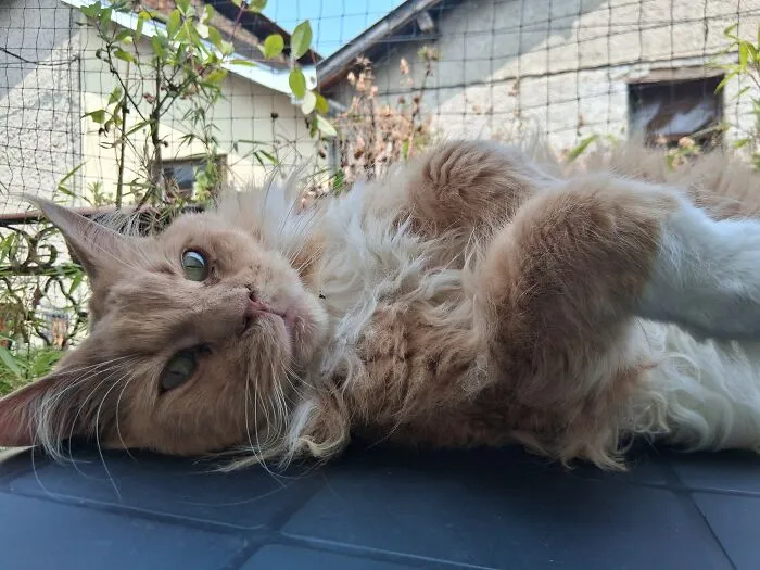 Prince