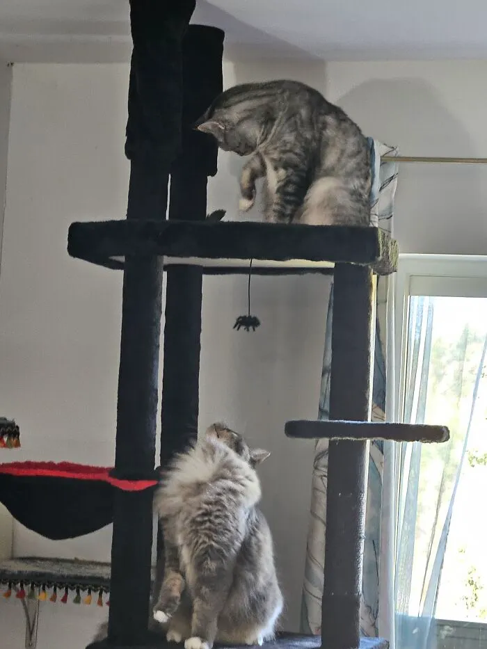 Jasper And Mr. Finnegan