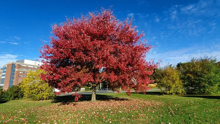 Red Maple,  This Tree Is In Front Of My Work, Beautiful,  Ottawa Ontario
