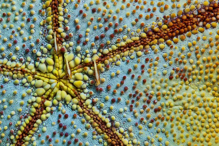 30 Incredible Underwater Photos That Reveal The Secret Life Beneath The Waves By Laurent Ballesta