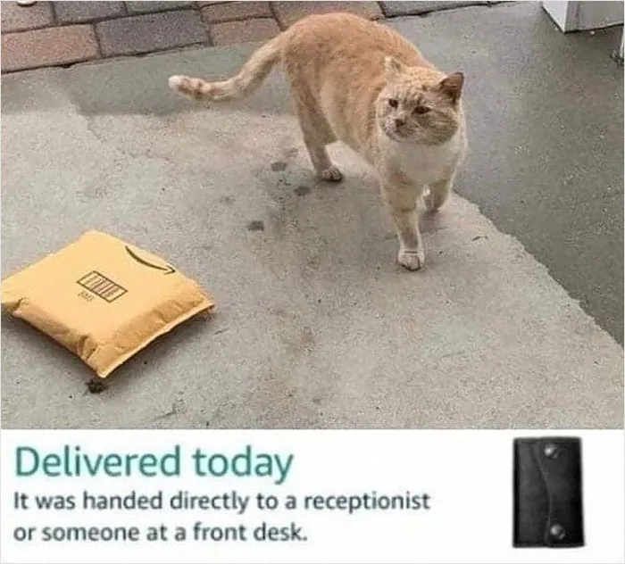 50 Hilariously Adorable Cat Memes That Might Warm Your Soul And Distract You From Life