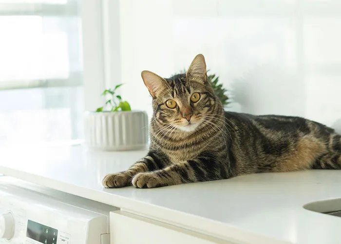 “Blow On Their Nose”: People Have Firsthand Experience That These 45 Cat Hacks Work