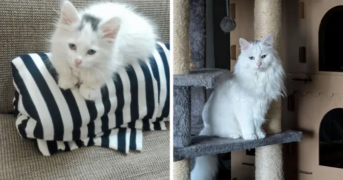 She's 14 Now, But We Still Call Her Kitten