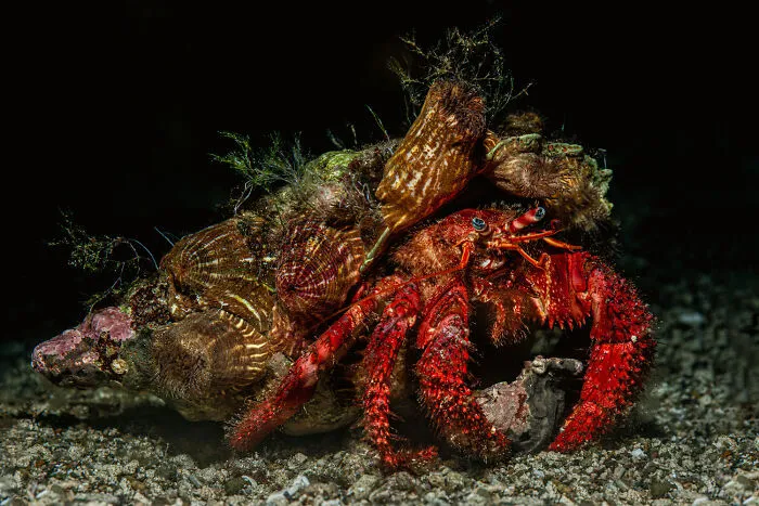 30 Incredible Underwater Photos That Reveal The Secret Life Beneath The Waves By Laurent Ballesta