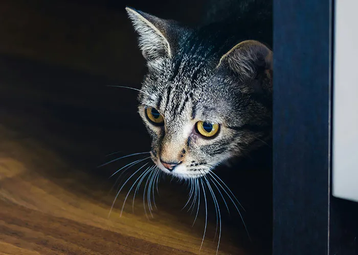 “Blow On Their Nose”: People Have Firsthand Experience That These 45 Cat Hacks Work