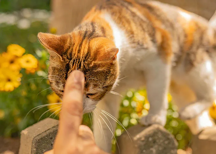 “Blow On Their Nose”: People Have Firsthand Experience That These 45 Cat Hacks Work