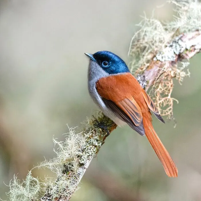 Colorful bird perched on a mossy branch, showcasing stunning wildlife photography from around the world.