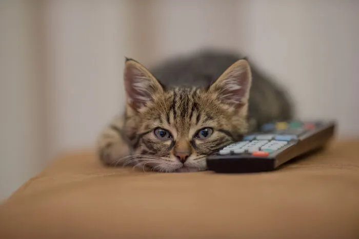 40 Tales Of Cats Being Absolute Hooligans, As Shared By Netizens