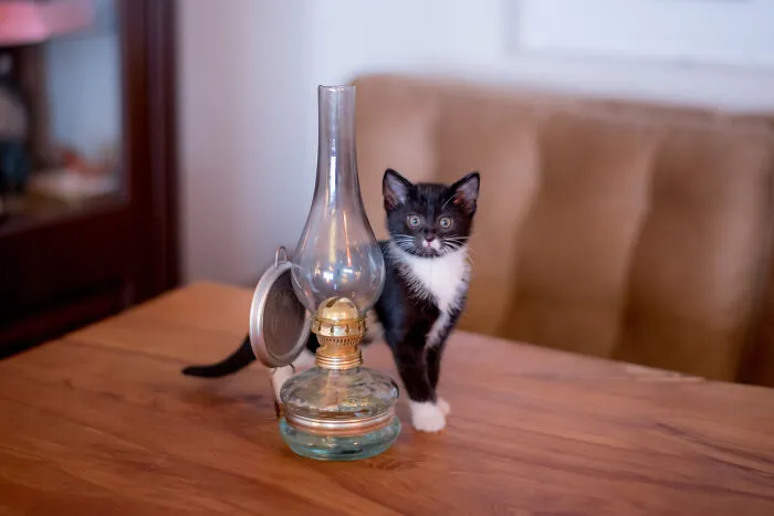 40 Tales Of Cats Being Absolute Hooligans, As Shared By Netizens