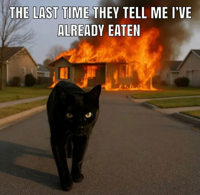 50 Hilariously Adorable Cat Memes That Might Warm Your Soul And Distract You From Life