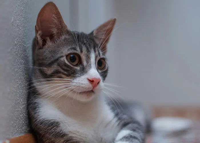 “Blow On Their Nose”: People Have Firsthand Experience That These 45 Cat Hacks Work
