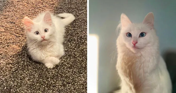 Oh How They Grow Up So Fast
